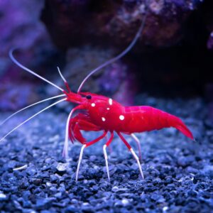 Hello World Featured Image